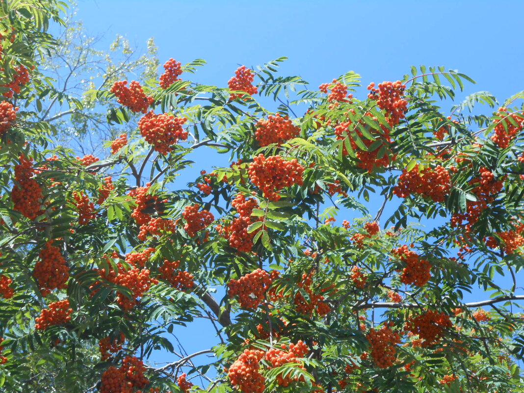 Рябина. - Иван Обожин