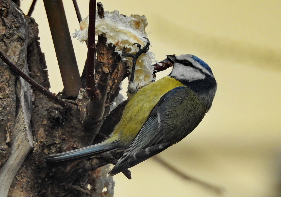 лазоревка - ИННА ПОРОХОВА