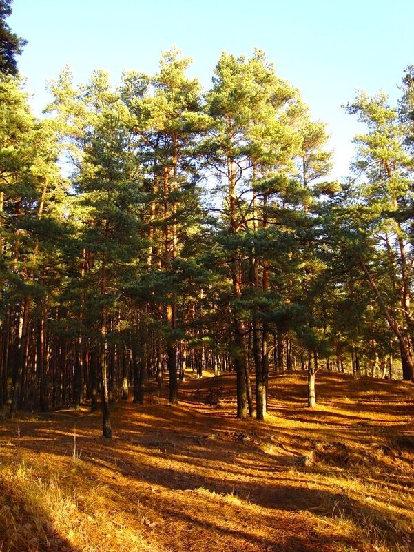 лес - марта Камушкина