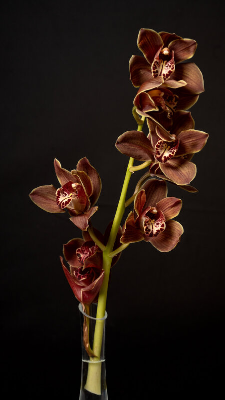 Цветок - IRINA 