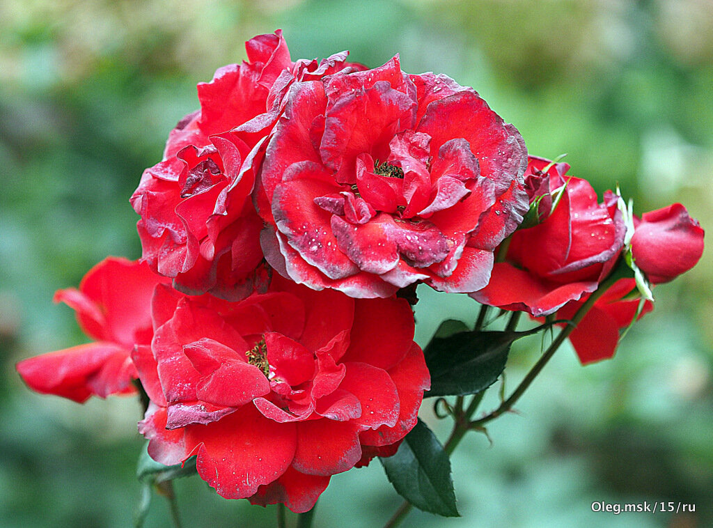 цветы запоздалые - Олег Лукьянов цветы запоздалые - Олег Лукьянов