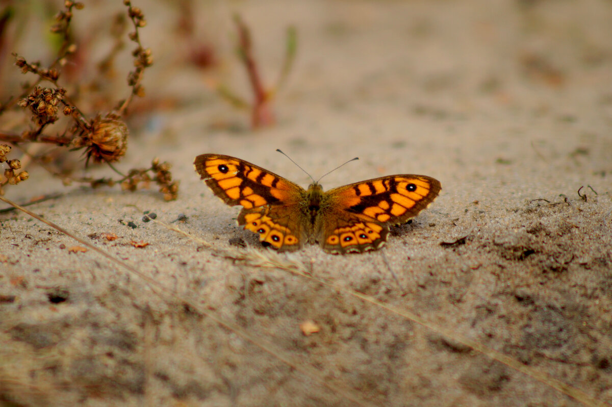 опять про бабочек 419 - Александр Прокудин