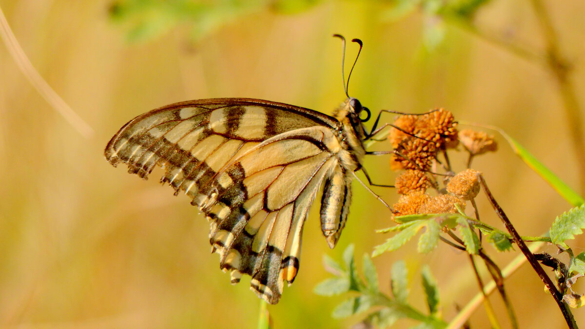 опять про бабочек 422 - Александр Прокудин опять про бабочек 422 - Александр Прокудин