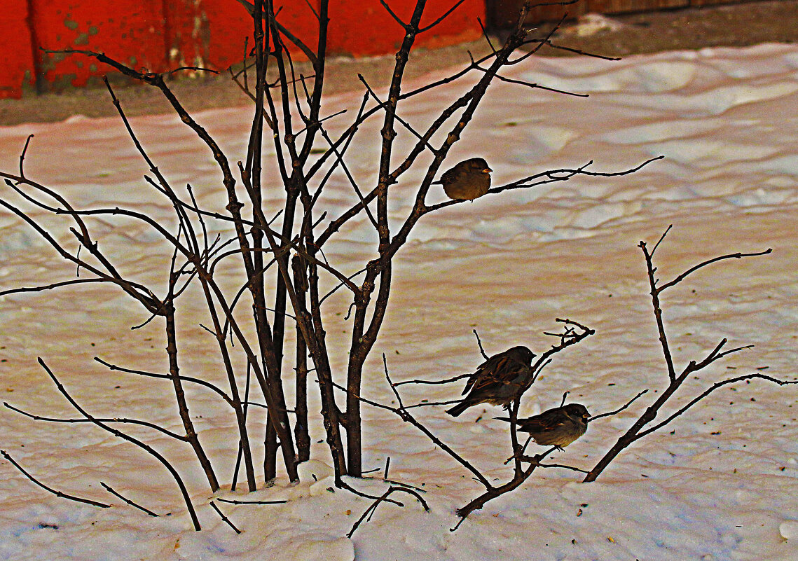 Городские воробышки! - Владимир 