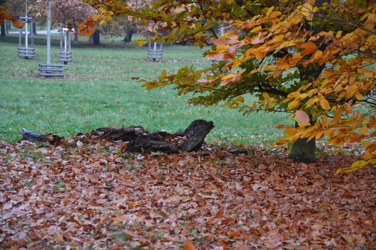 В парке тюлень заблудился - Надежда 