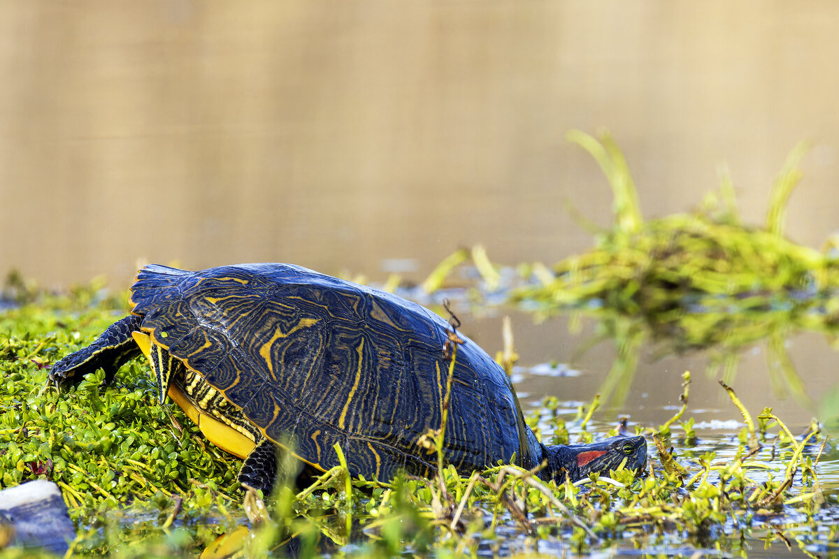 Красноухая пресноводная черепаха. - Alexander Amromin Красноухая пресноводная черепаха. - Alexander Amromin
