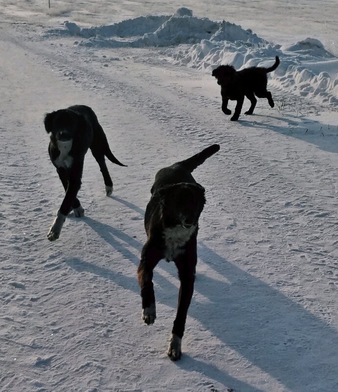 Тазы - Андрей Хлопонин