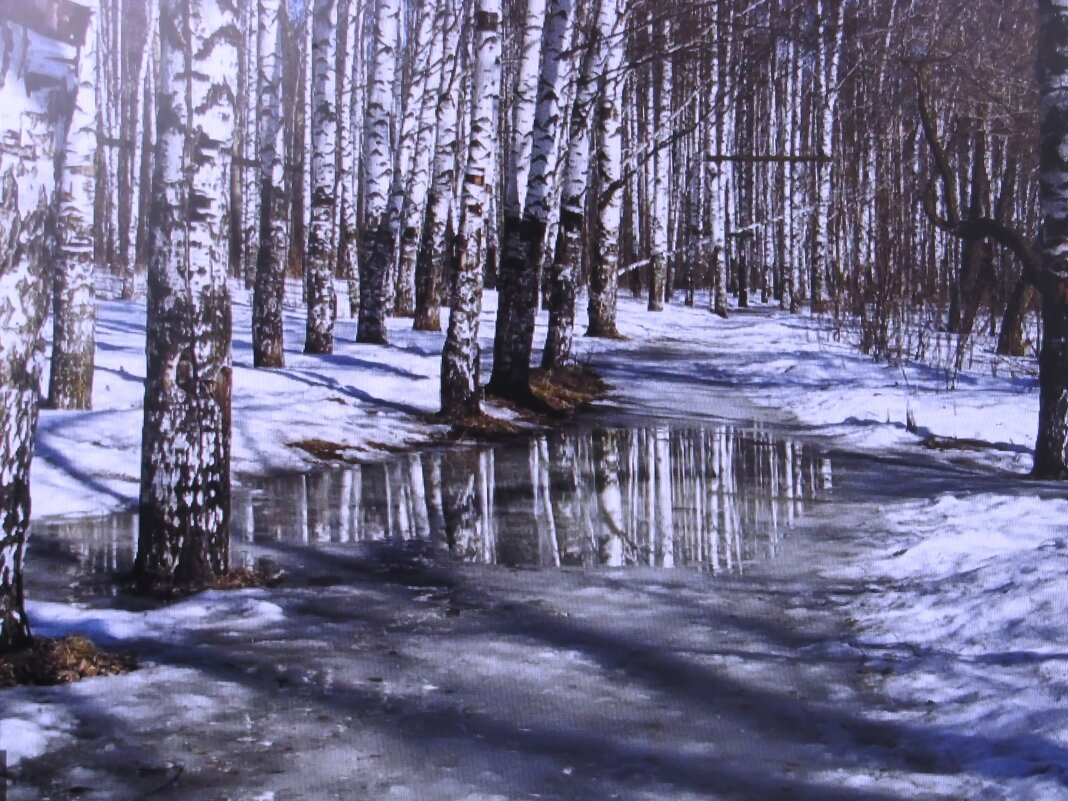 В берёзовом лесу - Людмила Смородинская В берёзовом лесу - Людмила Смородинская