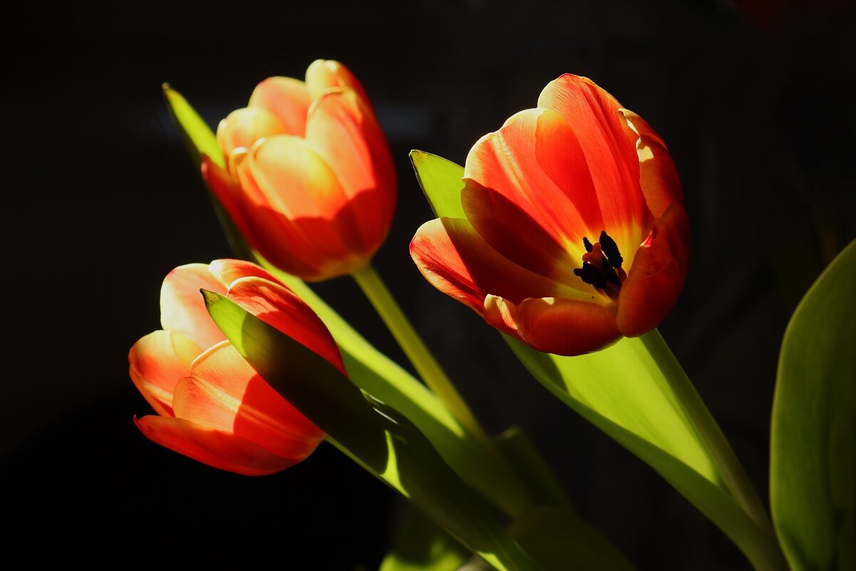 Доброе утро - Юрий. Шмаков