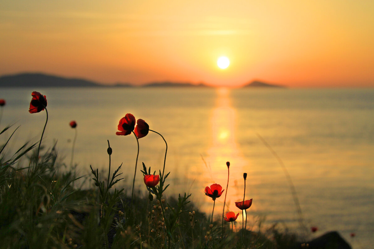 Маки - Геннадий Валеев Маки - Геннадий Валеев