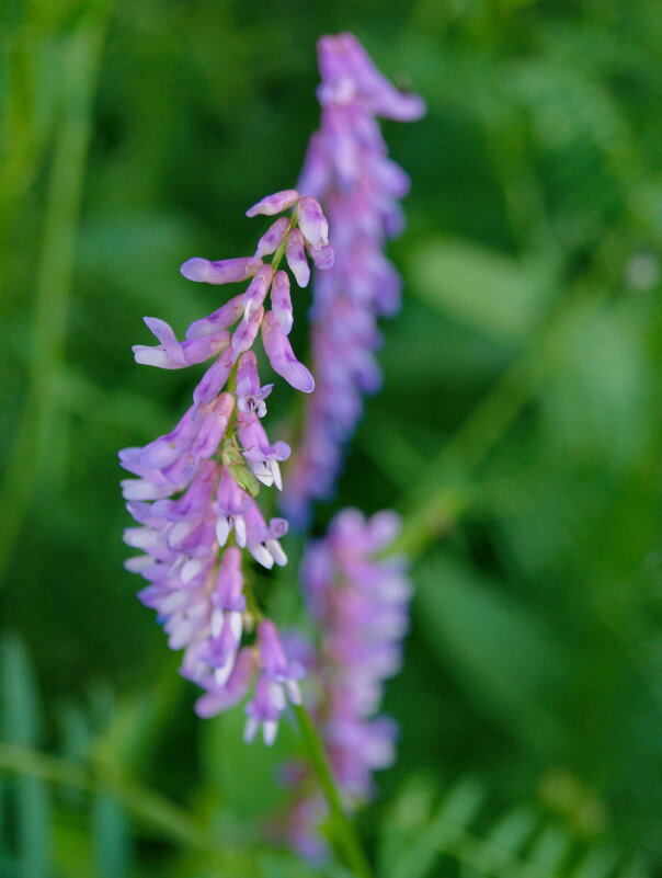 Из лета. - сергей ермошкин Из лета. - сергей ермошкин