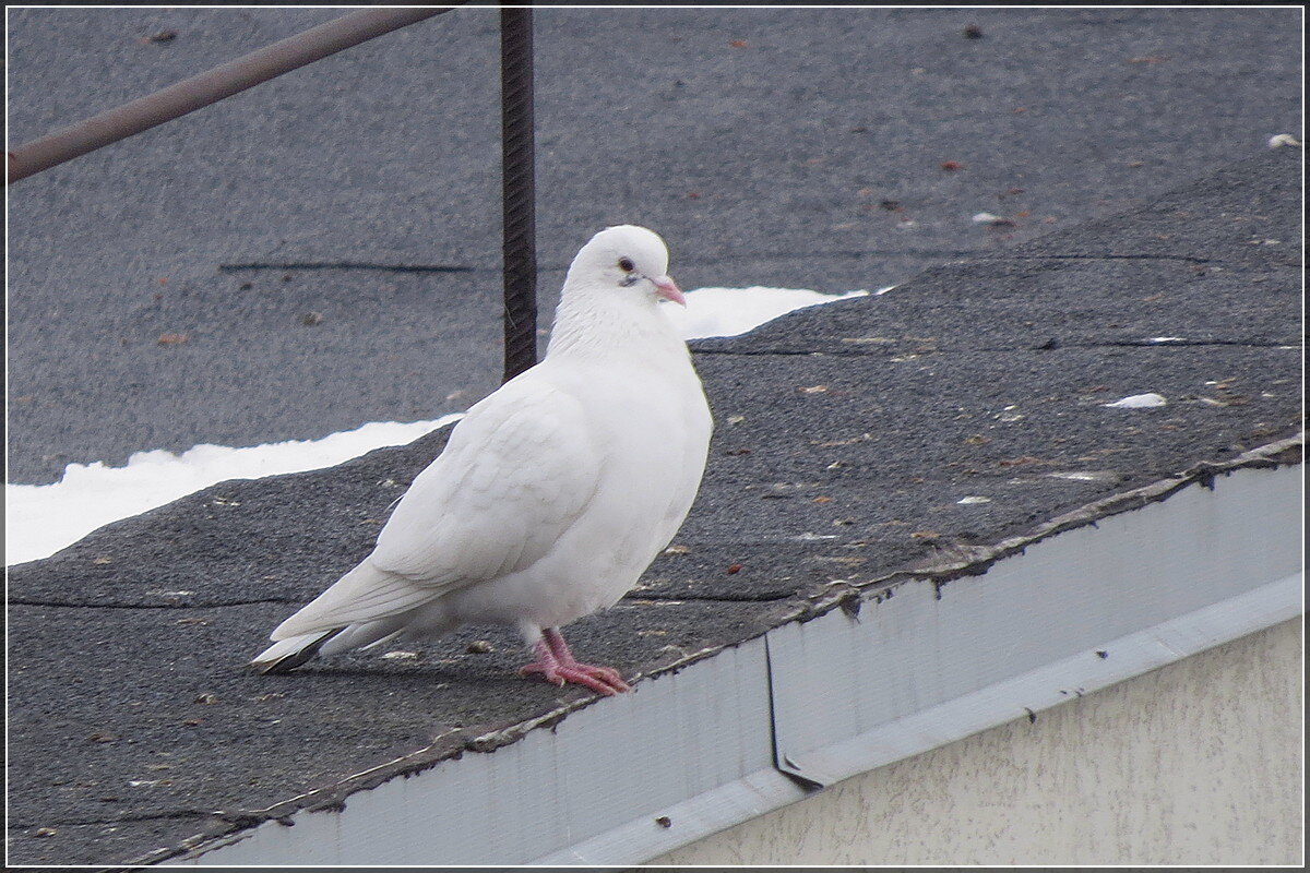Блондин - Сеня Белгородский Блондин - Сеня Белгородский