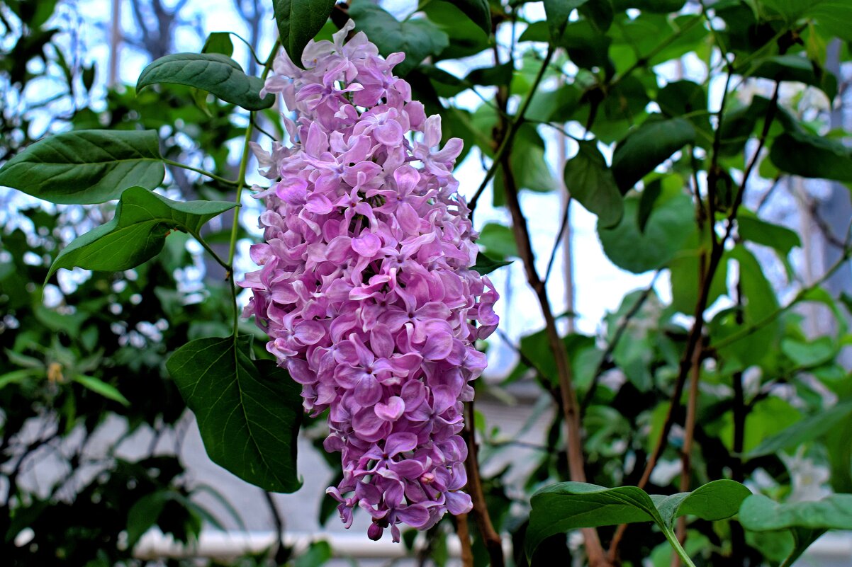 Активно цветёт сирень. - Татьяна Помогалова
