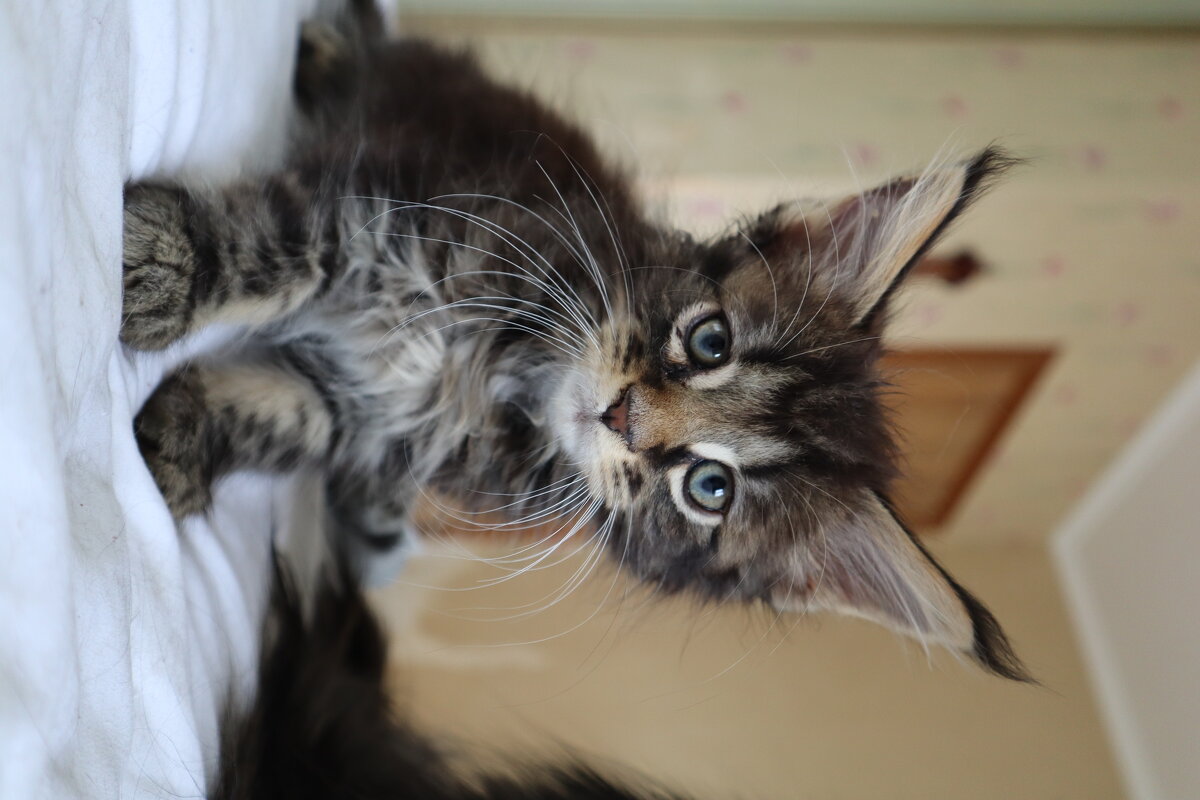 Кис-кис - Павел Fotoflash911 Никулочкин