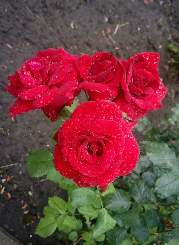 ,,, - Сергей Тимоновский ,,, - Сергей Тимоновский