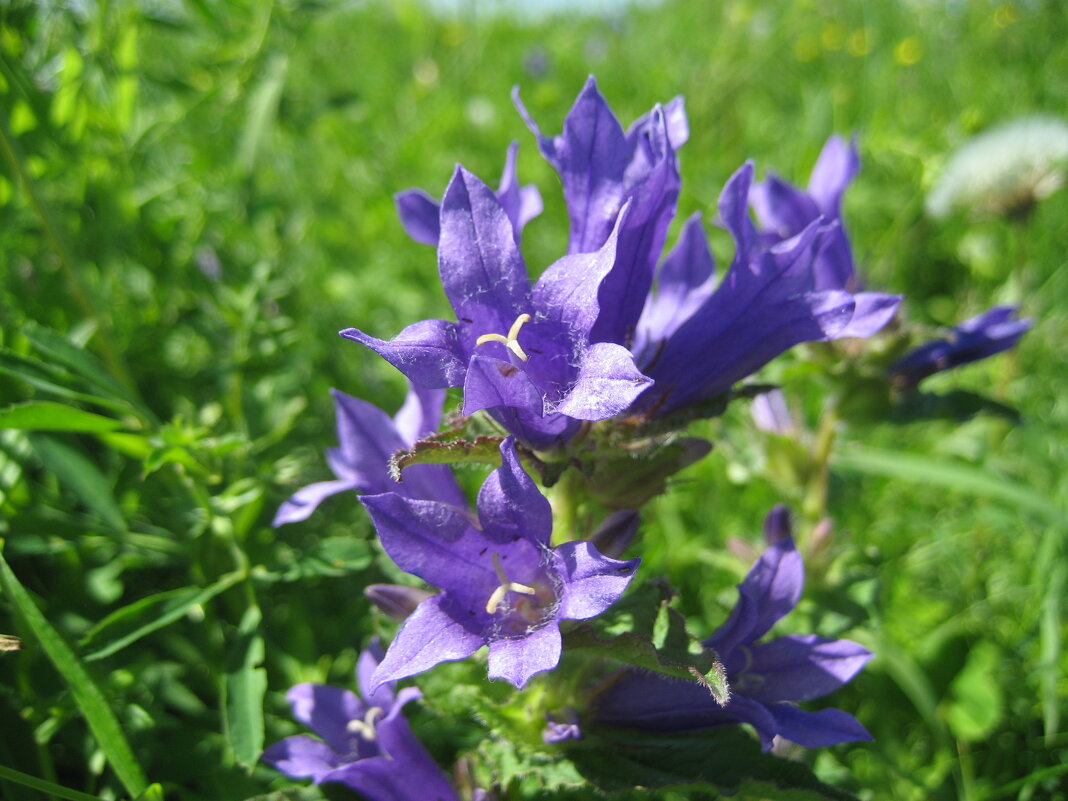 Колокольчик скученный - Anna Ivanova