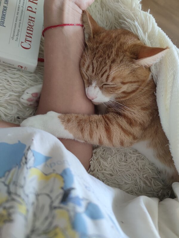 Ласковый и нежный кот - Ирэн 