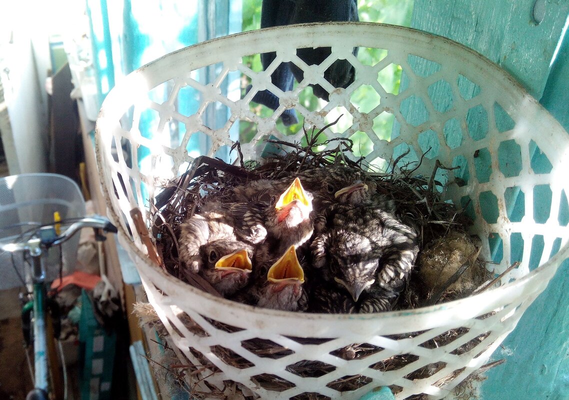 Птенцы - Андрей Л. В.