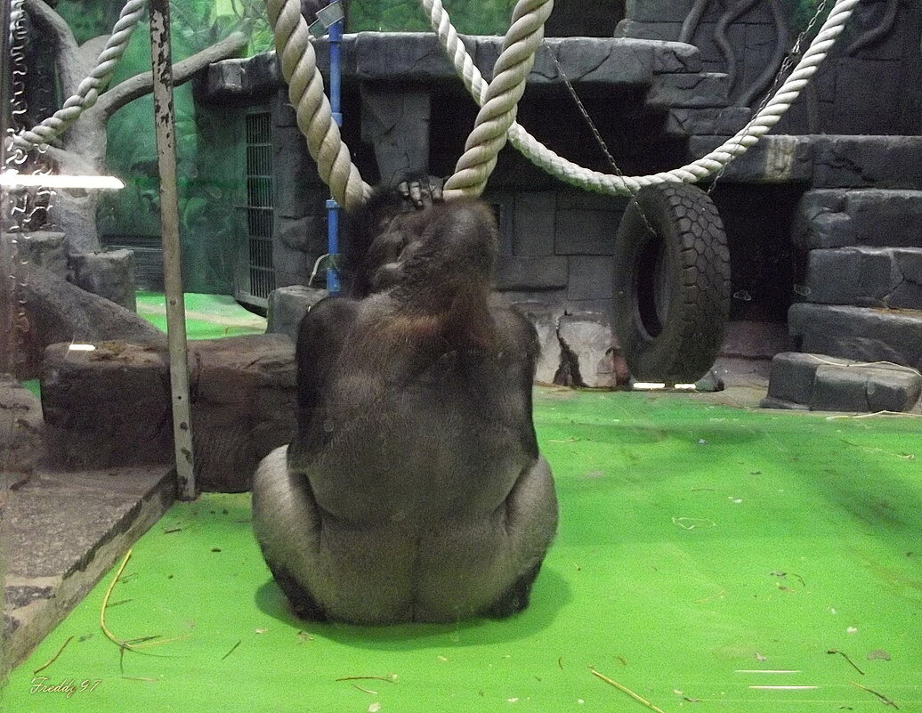 Как же вы мне все надоели! - Freddy 97