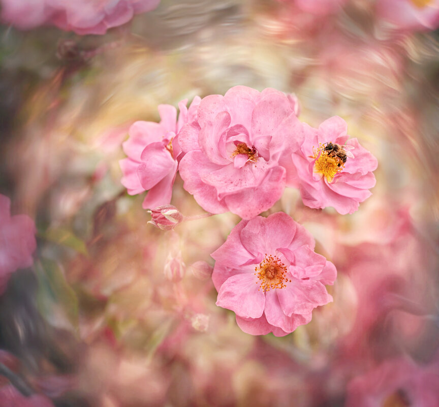 *** - Viktoria Anufrieva