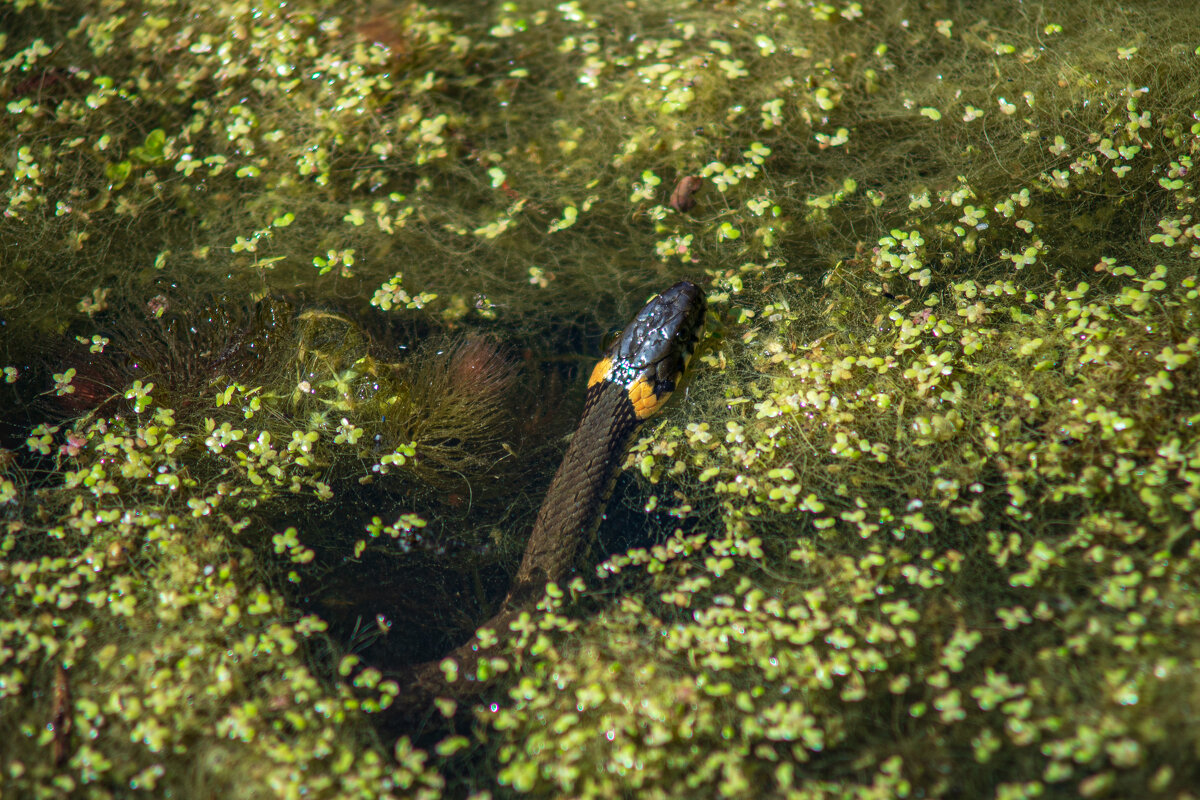уж - Александр Леонов