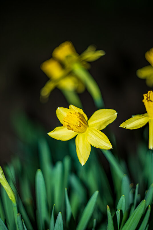 Нарцис - Александр Леонов