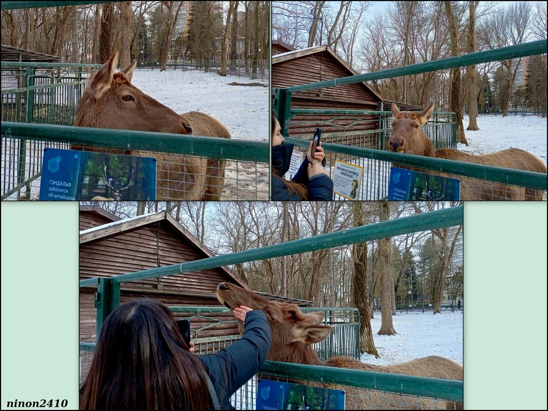 В ростовском зоопарке - Нина Бутко
