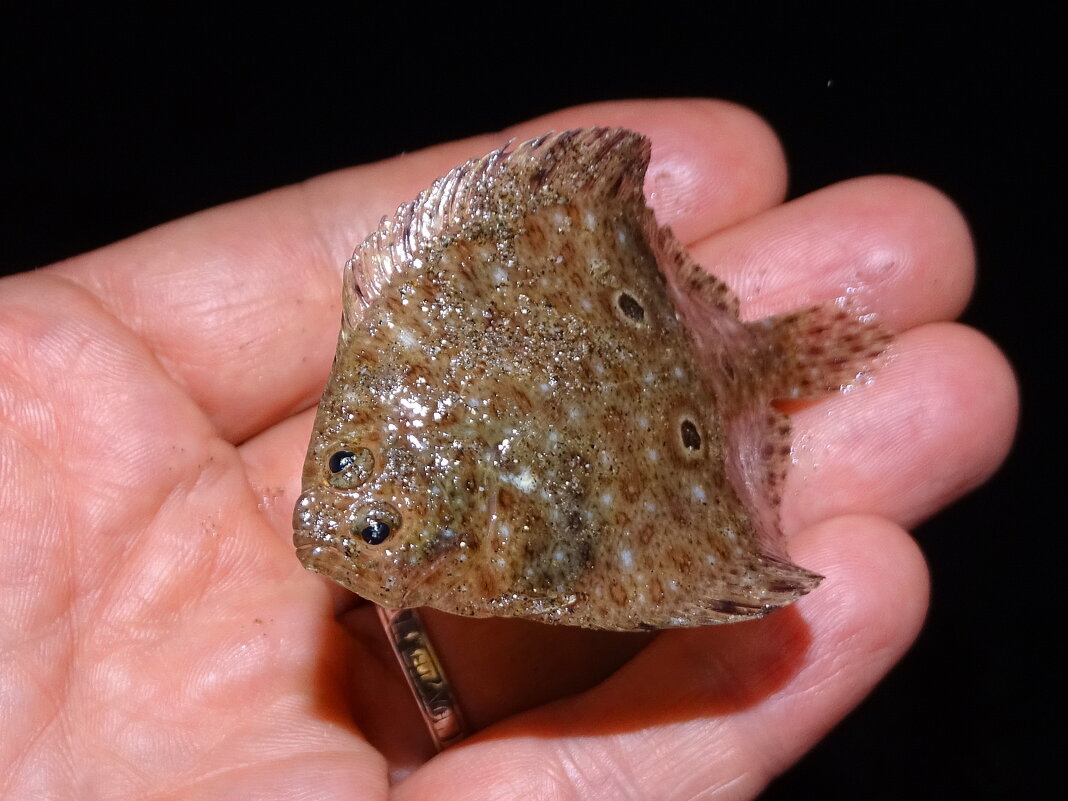 Камбаленок - Павел Трунцев Камбаленок - Павел Трунцев