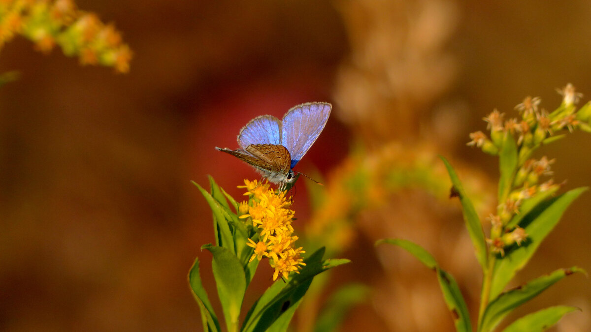 опять про бабочек 424 - Александр Прокудин опять про бабочек 424 - Александр Прокудин