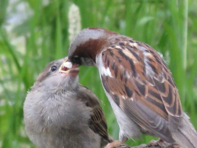 Кормилица прилетела - Надежда 