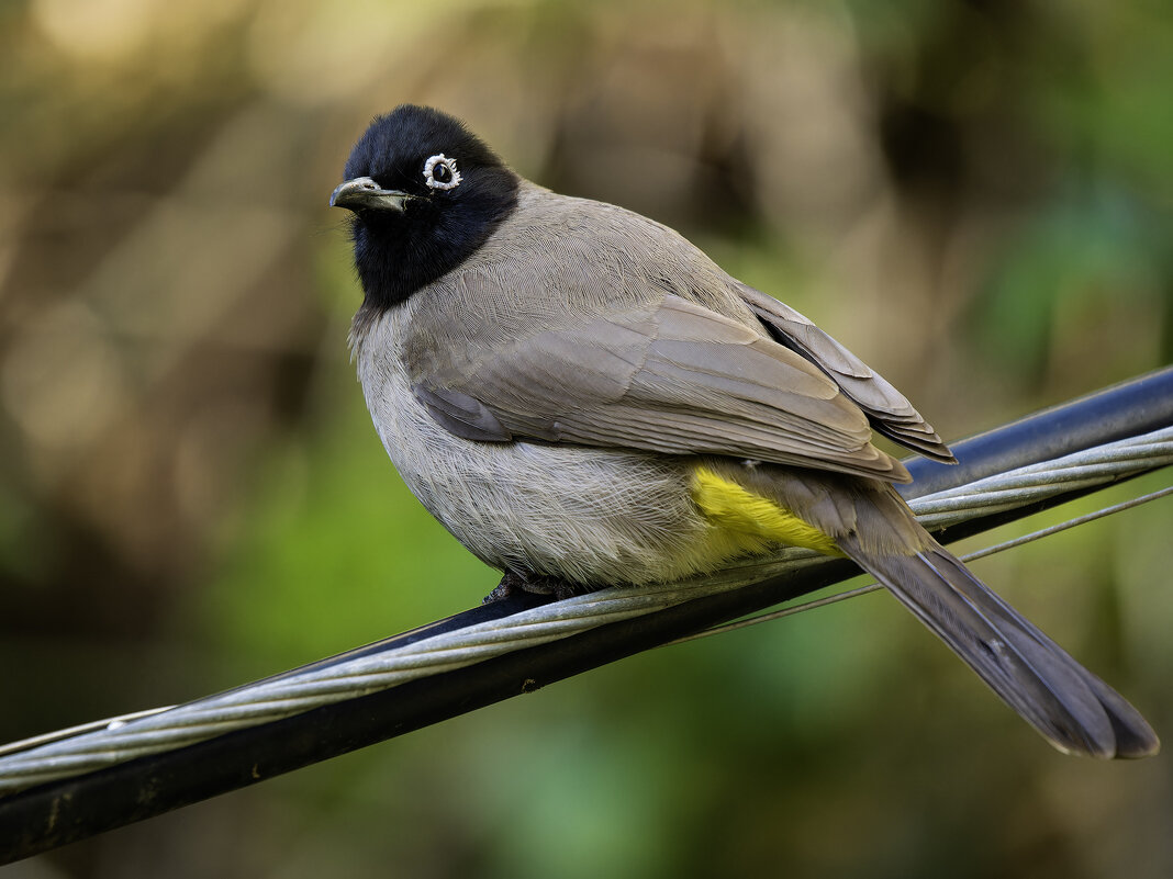 Бюльбюль желто-поясничный. - Alexander Amromin Бюльбюль желто-поясничный. - Alexander Amromin
