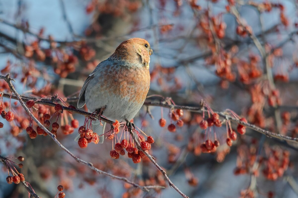 Щур. - Виктор Иванович Чернюк Щур. - Виктор Иванович Чернюк