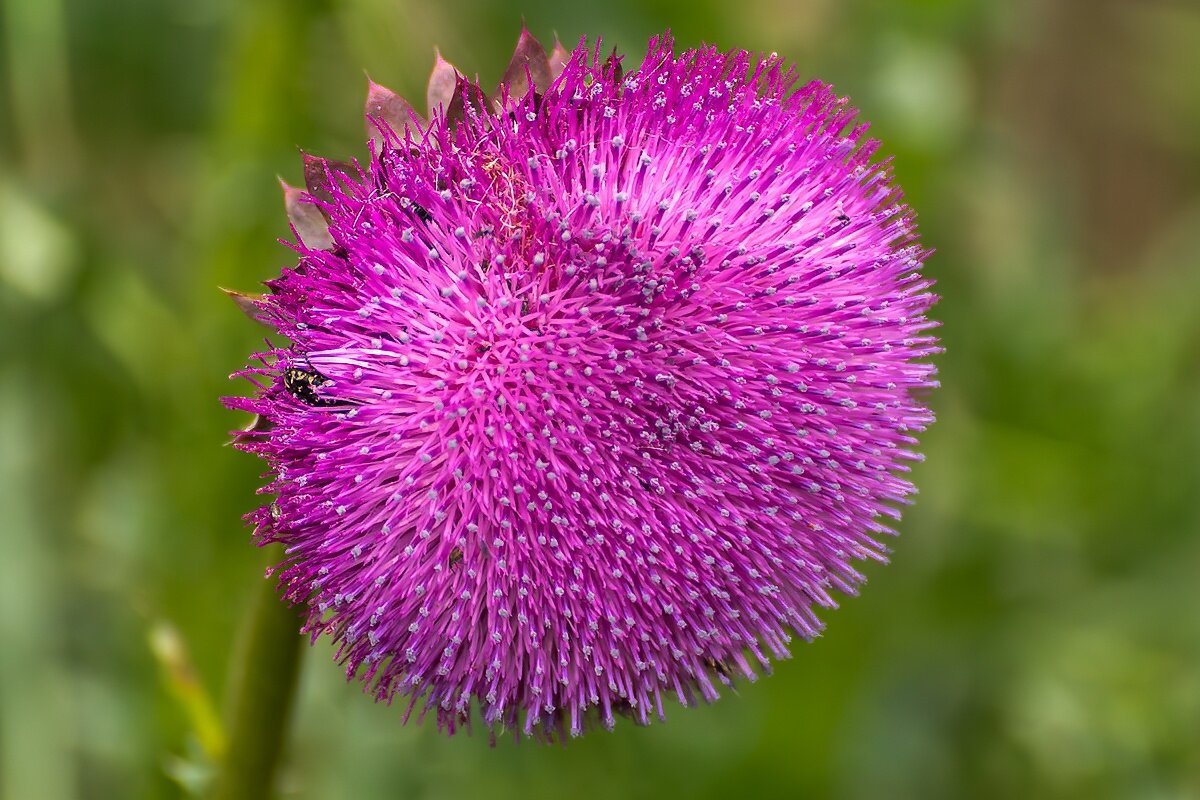 Чертополох - Игорь Сикорский