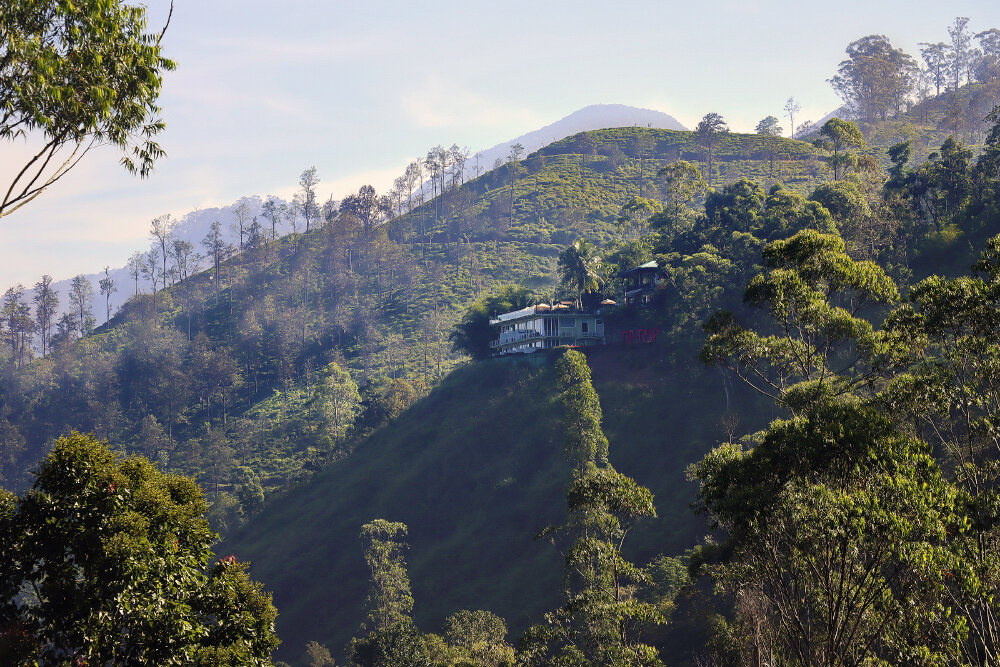 Чайные плантации - Галина Ильясова Чайные плантации - Галина Ильясова