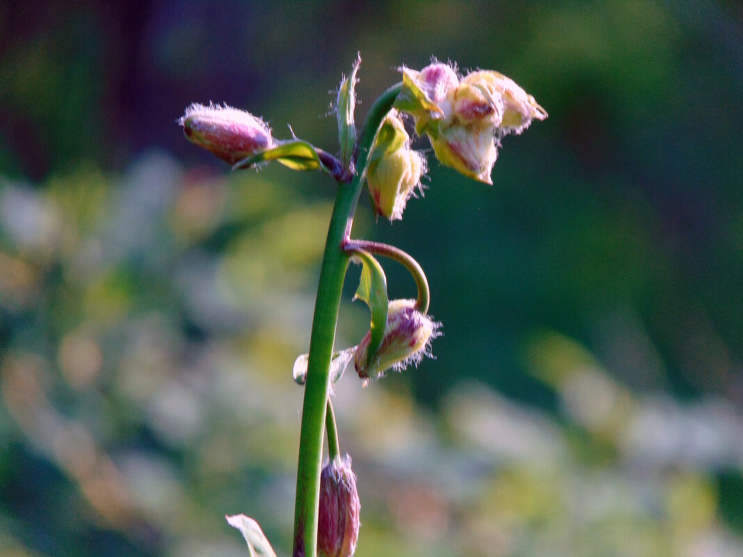 Бутончики. - nadyasilyuk Вознюк Бутончики. - nadyasilyuk Вознюк
