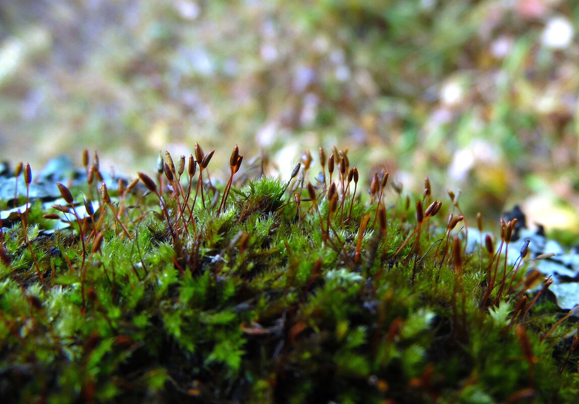 Кукушкин лён. - nadyasilyuk Вознюк Кукушкин лён. - nadyasilyuk Вознюк