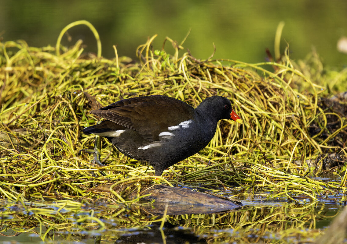 Камышница. - Alexander Amromin
