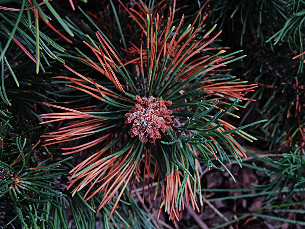 .......... - Елена Шаламова .......... - Елена Шаламова