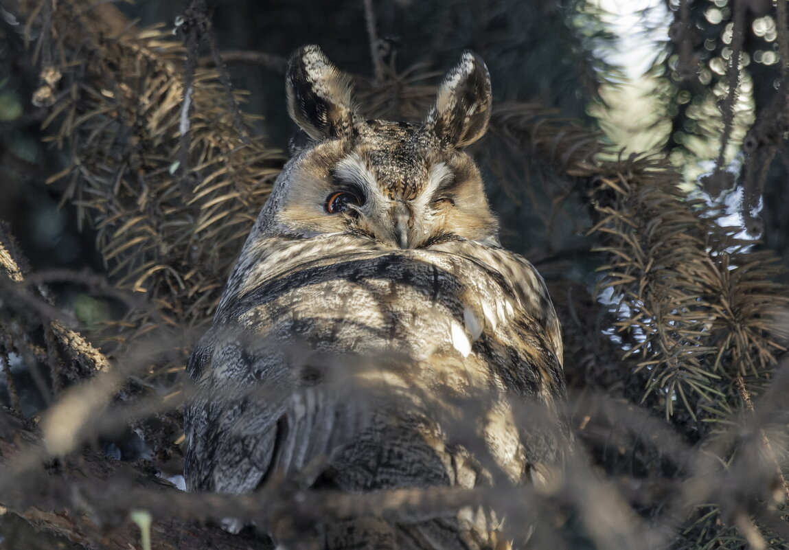 ушастая сова - юрий макаров