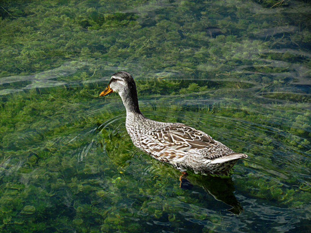 Уточка и чистая вода,как на Байкале - Валентин Семчишин Уточка и чистая вода,как на Байкале - Валентин Семчишин