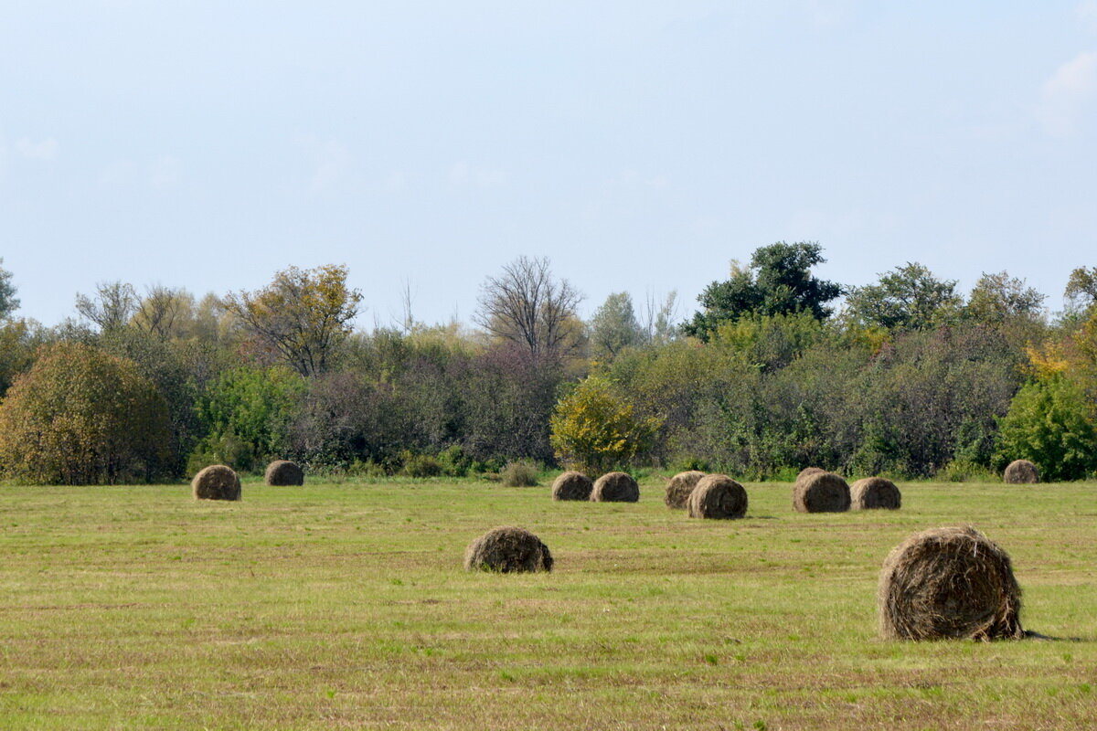 ***** - Николай 