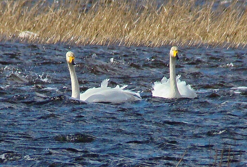 лебеди кликуны на весеннем пролете - gawrilа - dan лебеди кликуны на весеннем пролете - gawrilа - dan
