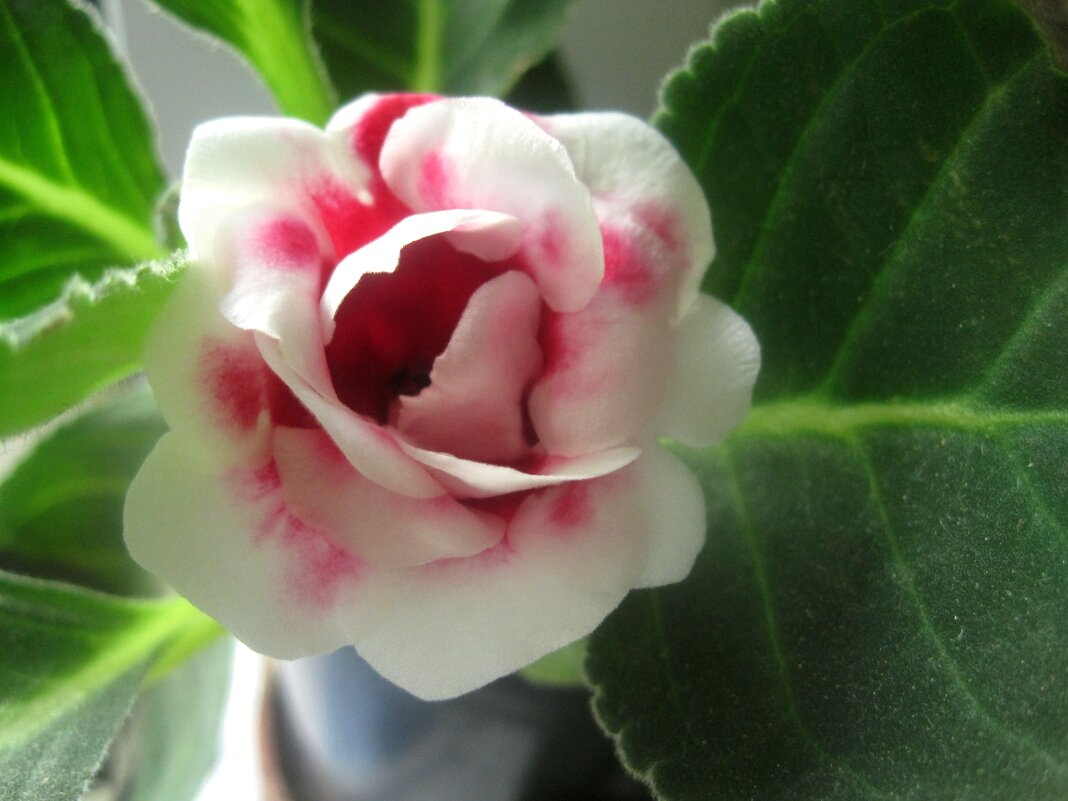 ***** - Елена Семигина