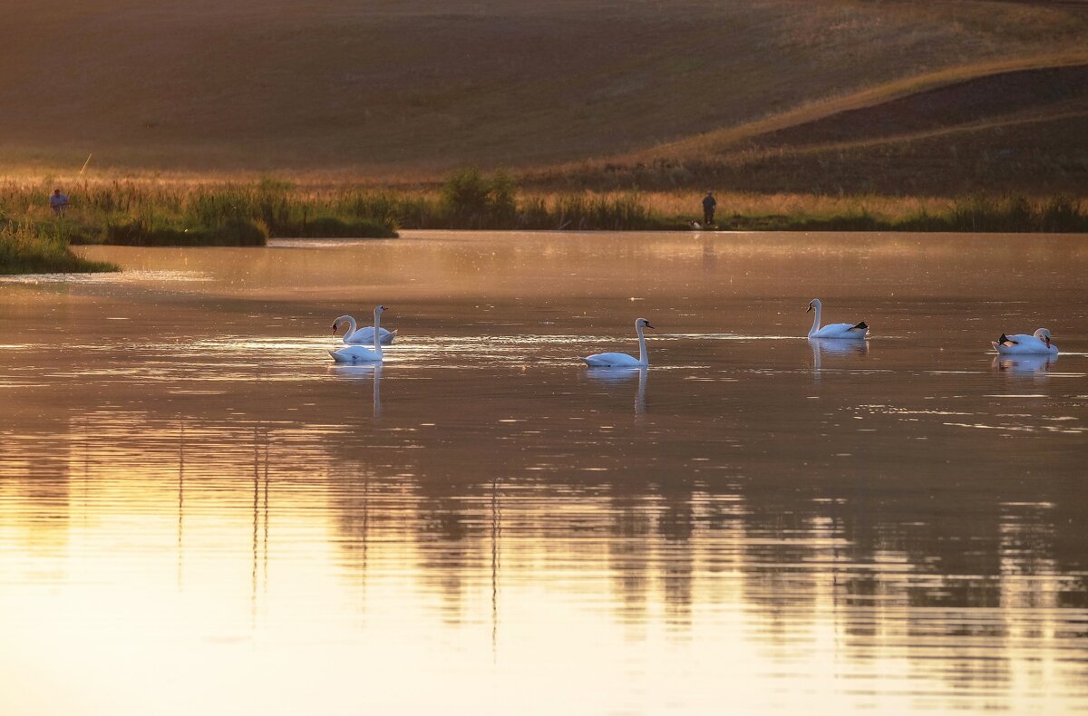 Лебеди на пруду - Марина Фомина. Лебеди на пруду - Марина Фомина.