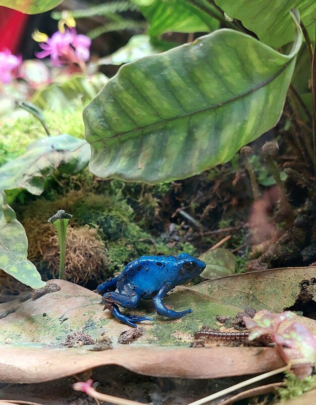 красящий древолаз - ИРЭН@ .