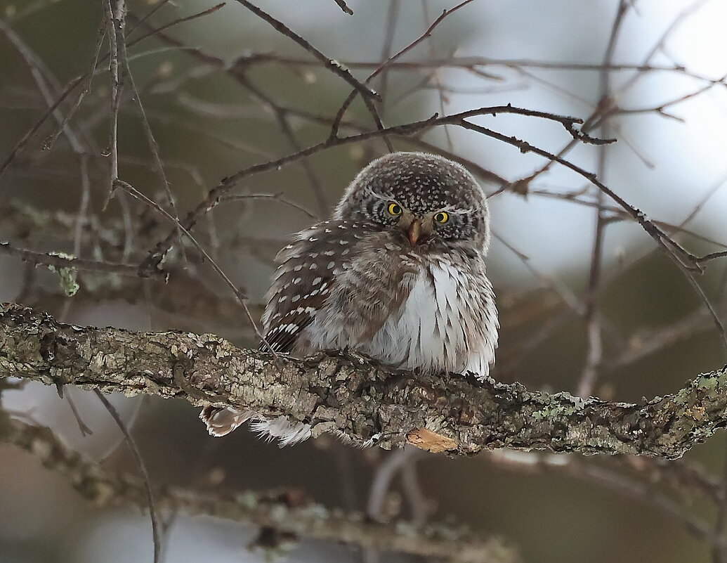 Взгляд... - Владилен Панченко Взгляд... - Владилен Панченко