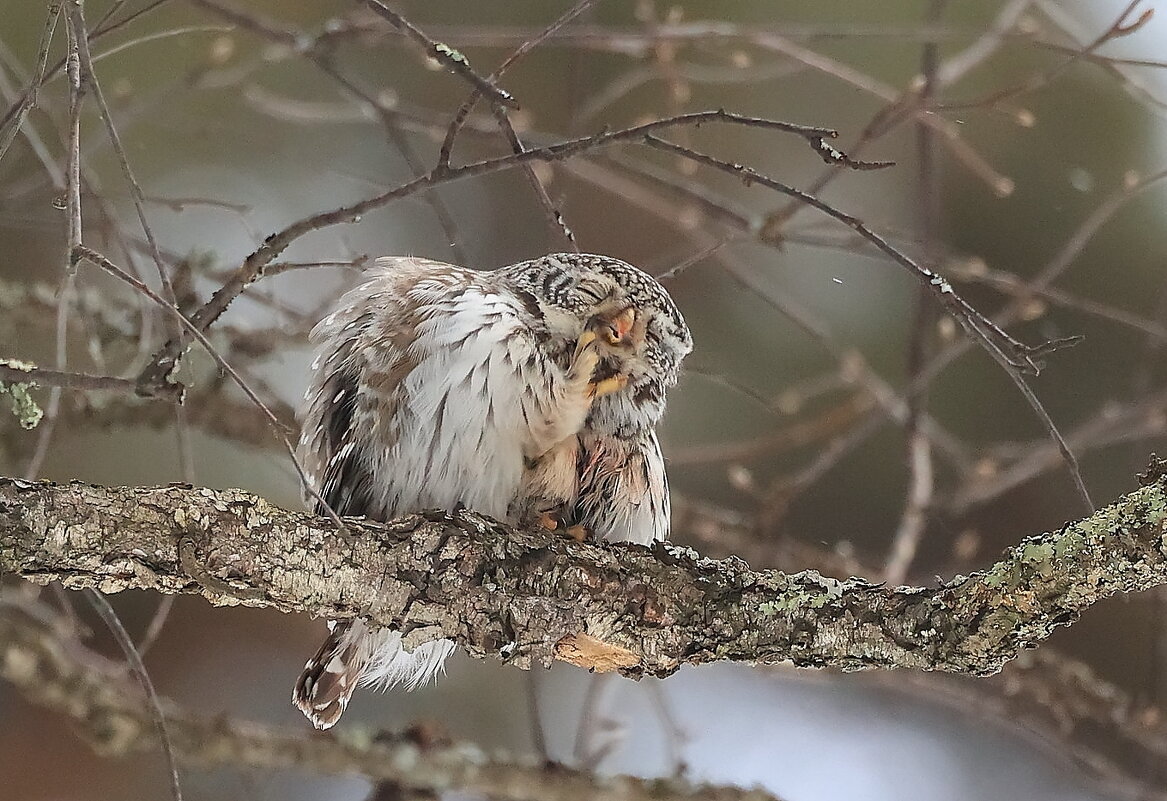 Грёзы... - Владилен Панченко Грёзы... - Владилен Панченко