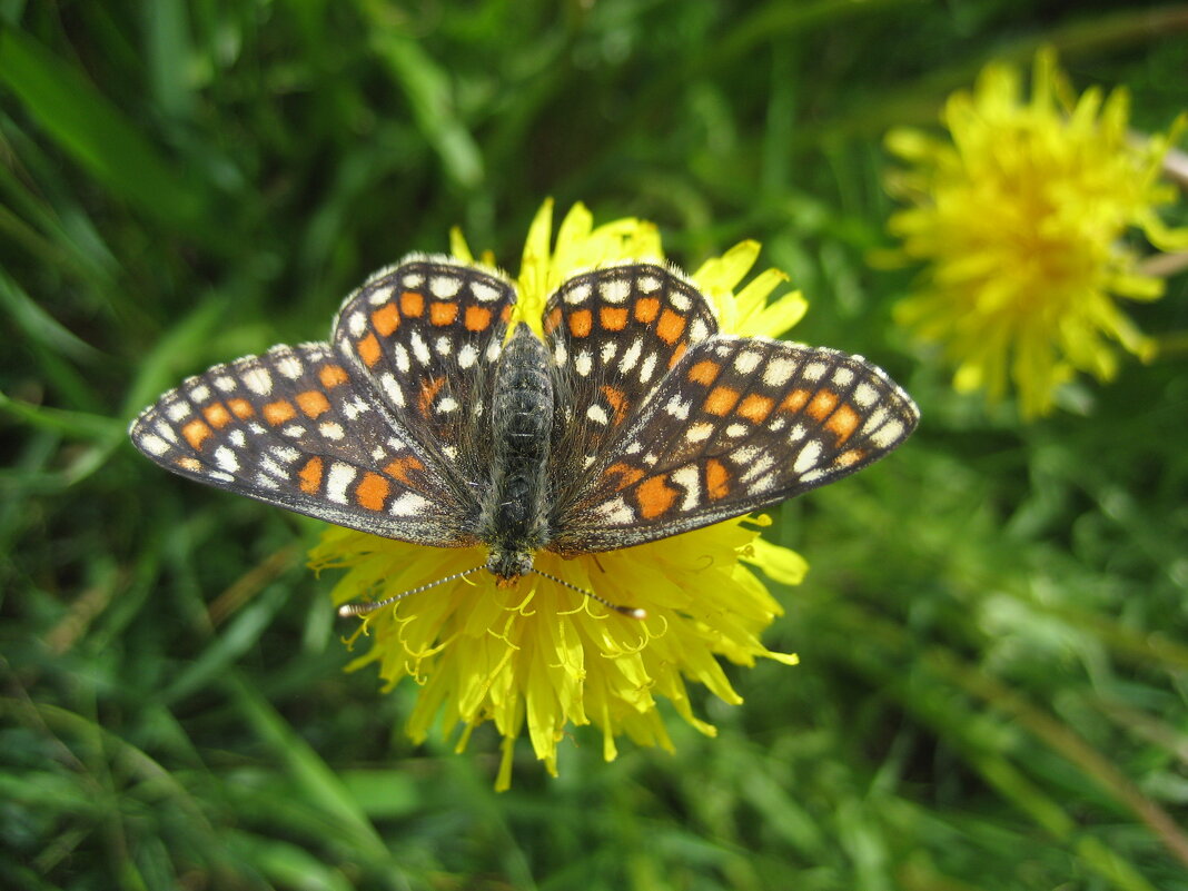 Шашечница - Anna Ivanova Шашечница - Anna Ivanova