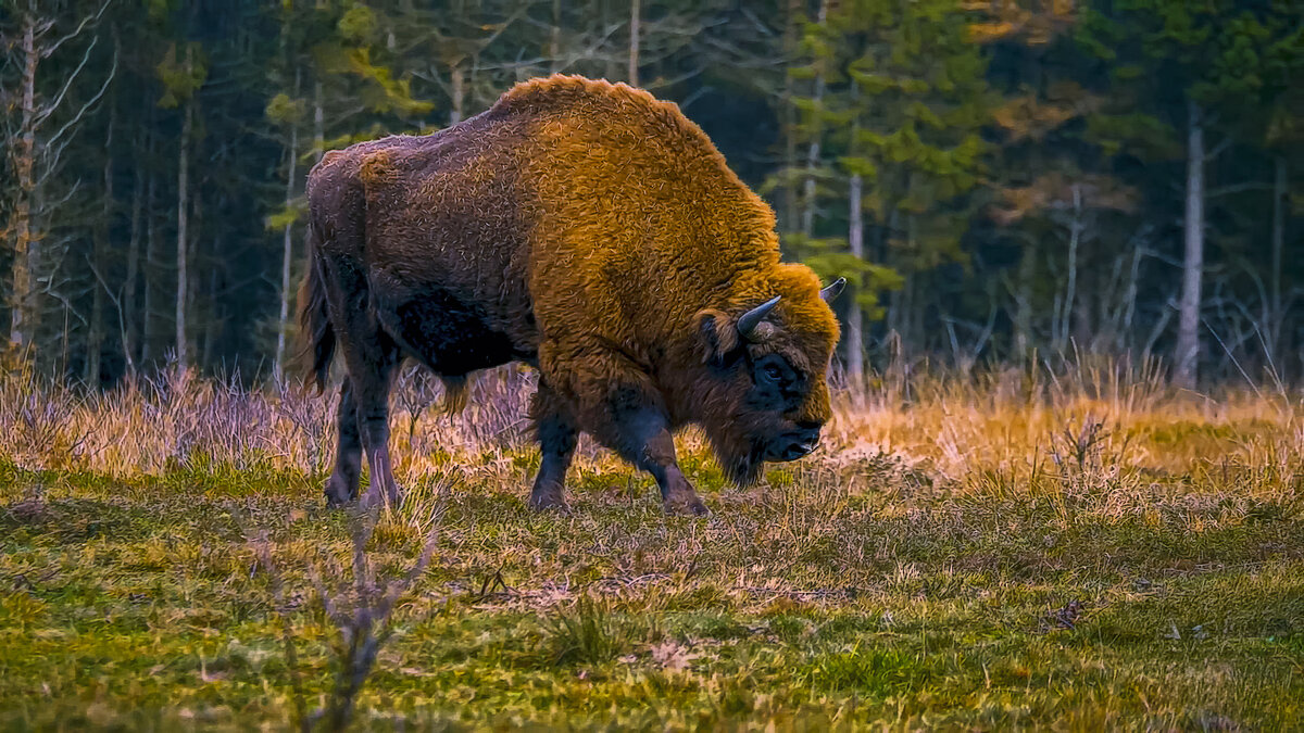 Зубр - Aleksey Afonin
