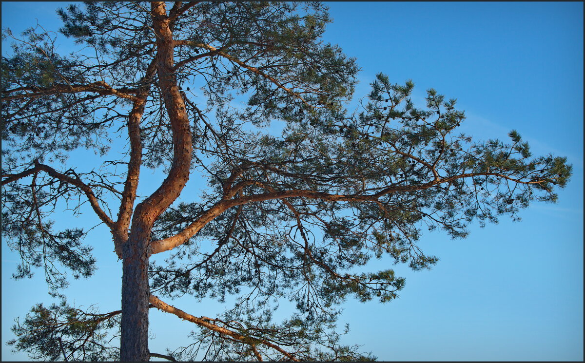 Сосна - lady v.ekaterina Сосна - lady v.ekaterina